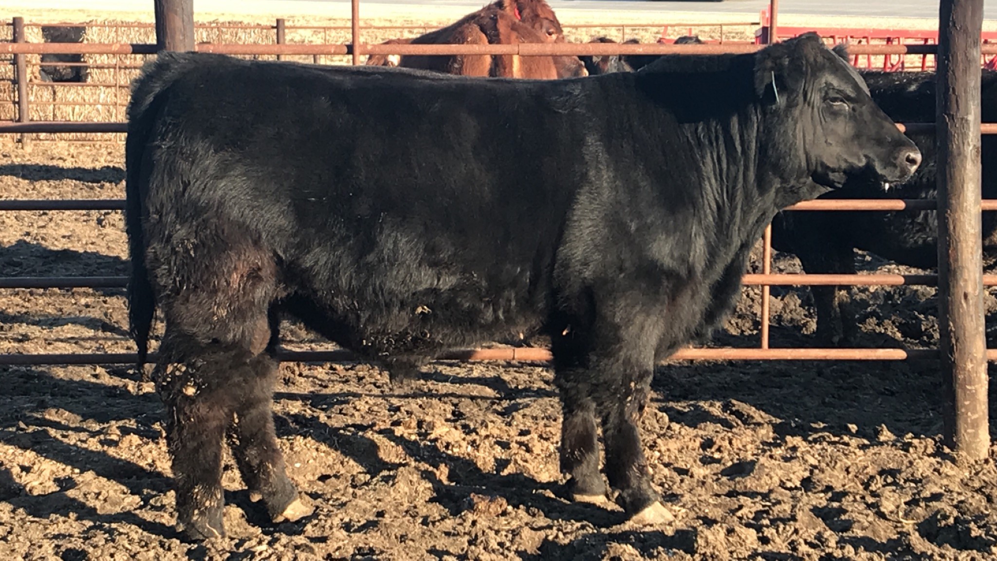 Lot54